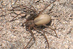 Brown Recluse Spider